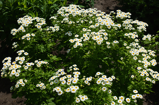 A lot of white flowers of Tanacetum parthenium in June