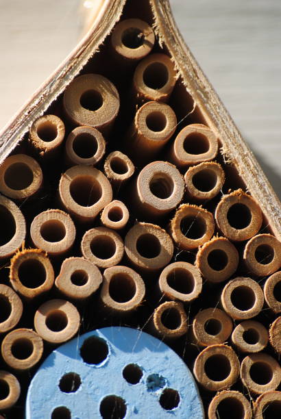 istock Solitary Bee hotel outside in the summer 1252320118
