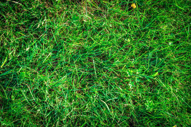 istock Grass texture background. Green field, greenery lawn - nature spring pattern. Flat, lay, copy, space. 1252321601
