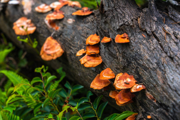 corpi fruttificanti di fungo di decadimento del legno ganoderma lucidum sensu lato su un pezzo di albero in un hong kong - moss fungus macro toadstool foto e immagini stock