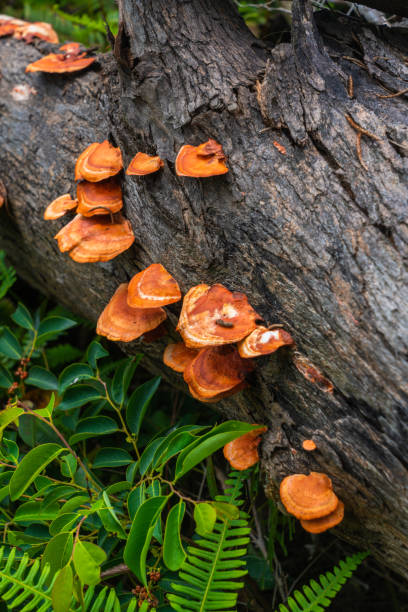 Fruiting bodies of wood decay fungus Ganoderma lucidum sensu lato on a tree chunk in a Hong Kong Fruiting bodies of wood decay fungus Ganoderma lucidum sensu lato on a tree chunk in a Hong Kong ganoderma lucidum stock pictures, royalty-free photos & images