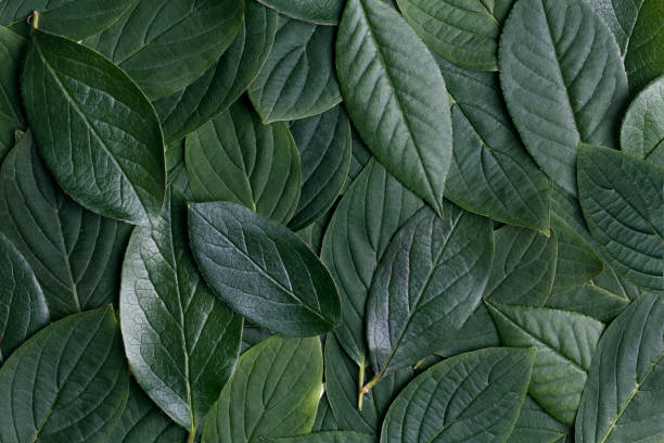 istock Beautiful green leaves background. Garden leaflet 1252324219