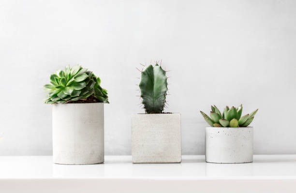 istock Succulents and cactus in a concrete pot on a white table 1252324229