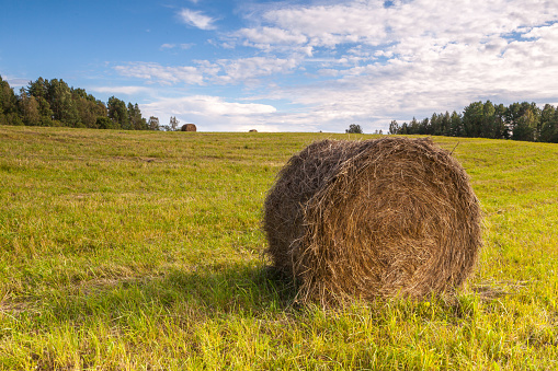 Haystacks on a mowed field