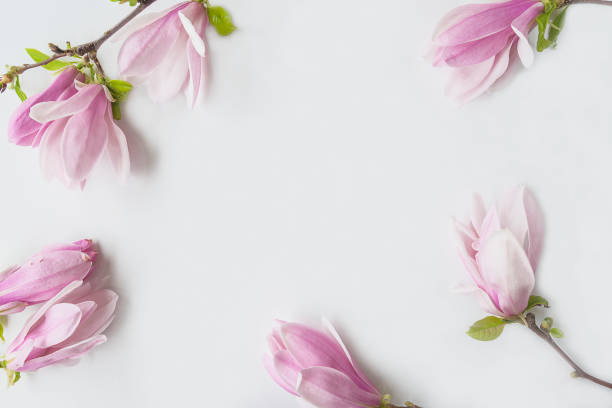 linda moldura de flores de magnólia rosa no fundo branco - magnolia bloom - fotografias e filmes do acervo