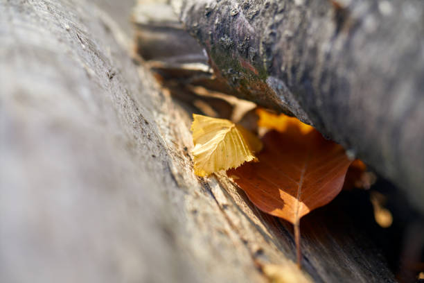 A close-up shot of fallen yellow and brown autumn leaves between freshly stacked wood logs in sunlight at sunset.