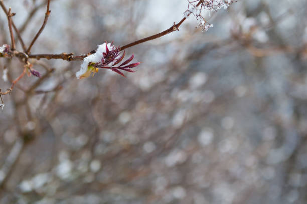 Gemma on the branches of trees. Spring, blurred background.