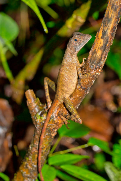 istock Brown-patched Kangaroo lizard, Sinharaja National Park Rain Forest, Sri Lanka 1252331455