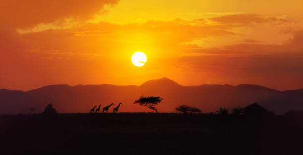 Scenery african sunset over savannah in Tanzania with four giraffe silhouettes walking on the horizon in Africa Amazing red, yellow and orange color minimalist landscape, african animals, acacia trees over the background hills, big sun setting down african sunset stock pictures, royalty-free photos & images