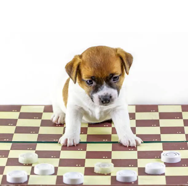 Photo of cute puppy jack russell terrier sits on a chessboard with drafts, board games, horizontal format