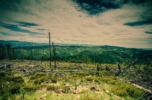 Wide angle view of a clearing with old withered tree trunks with a mountain range in the background