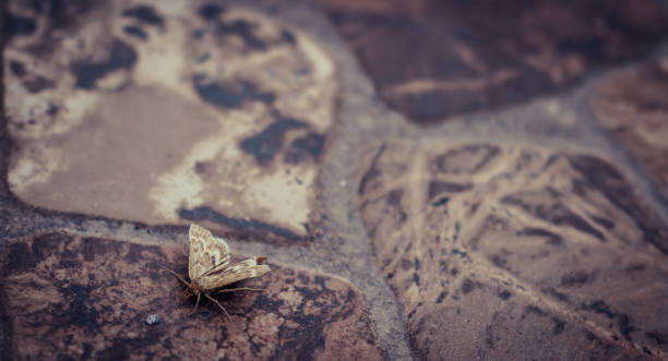 Carcharodus lavatherae moth macro photo on brown floor, nature background with empty copy space