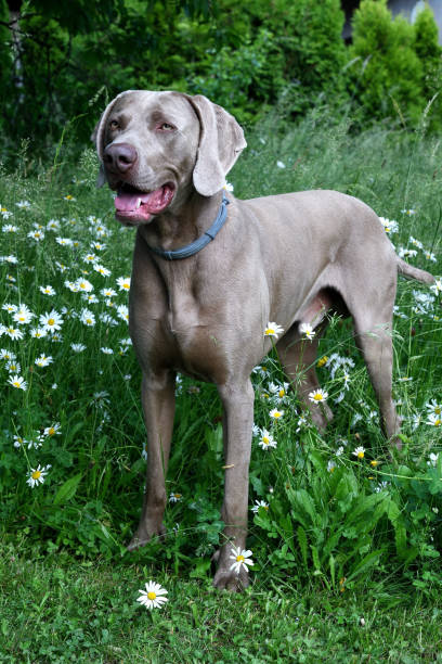istock The portrait dog breed Weimaraner 1252340817