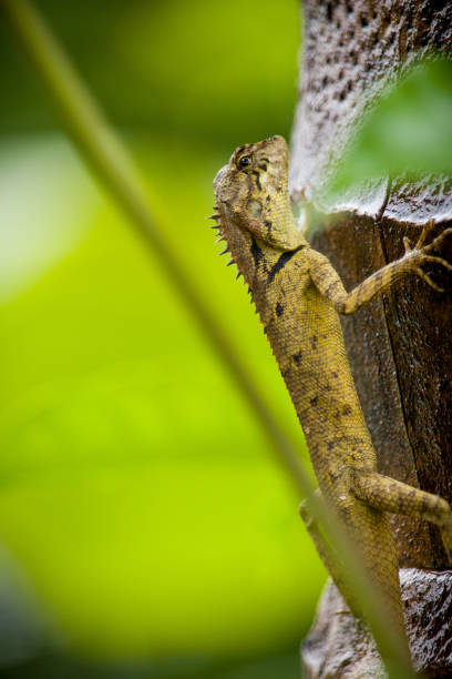 istock A Lizard Sitting on a coconut tree in a forest Stock Photo 1 1252343220