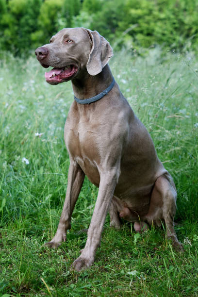 istock The portrait dog breed Weimaraner 1252344873