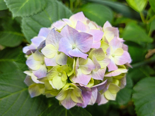 istock Hydrangea flower, Hydrangea macrophylla, blooming in spring and summer in a garden. Hydrangea macrophylla, beautiful bush of hortensia flowers. Close up, macro foto 1252345410