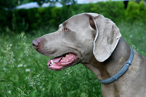 Weimaraner dog in profile with open mouth \nin the grass.