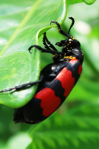 Stock photo showing the warning colours of a black and red blister beetle. Belonging to the Meloidae family of beetles, blister bugs are known to defend themselves from predators by secreting a toxic substance that can cause blisters.