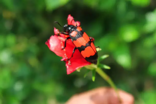 Photo of Image of adult, black and red blister beetle (Meloidae) sitting on red flower petal, focus on foreground