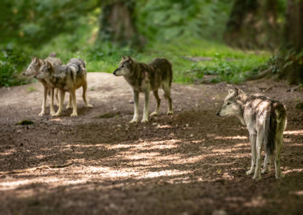 istock Pack of wolves in a forest 1252349634