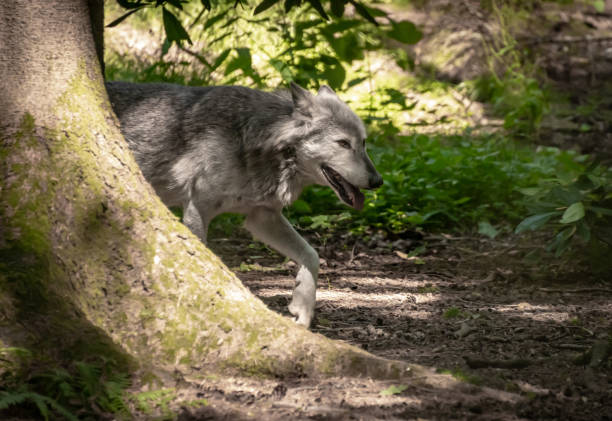 Wolf comes out from behind a tree Wolf comes out from behind a tree prowling stock pictures, royalty-free photos & images