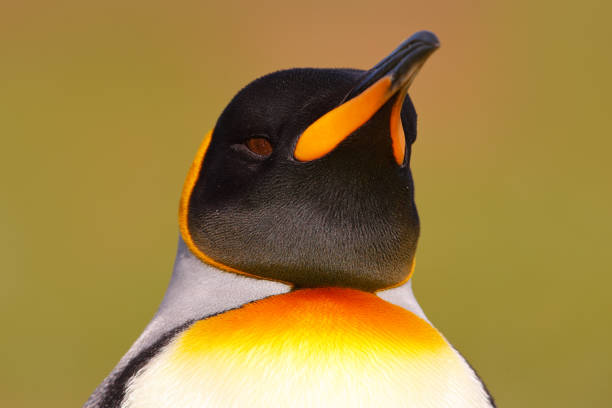 cabeza de pinganillo. pájaro de las islas malvinas. retrato detallado del pinguino rey en la antártida. - falkland island fotografías e imágenes de stock
