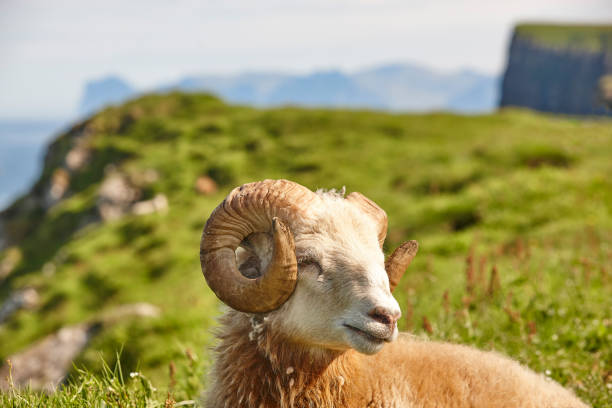 istock Sheep lamb grazing on the Faroe islands green meadows 1252350034