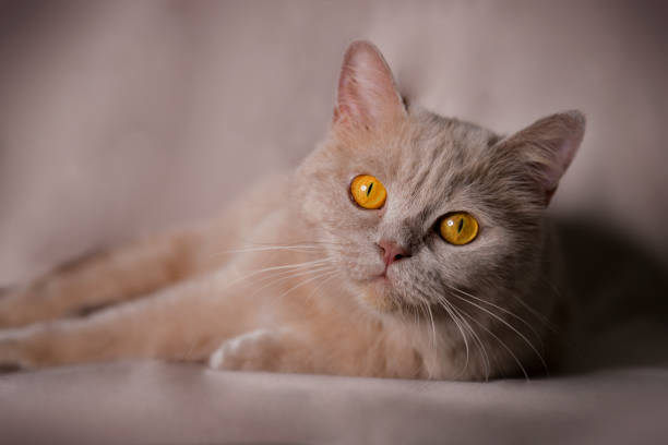 istock Orange british shorthair cat 1252354322