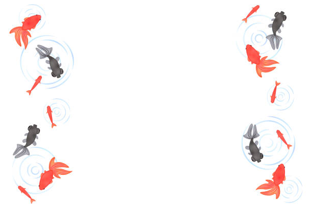 금붕어의 여름 인사말 카드 디자인 - water water surface underwater white background stock illustrations