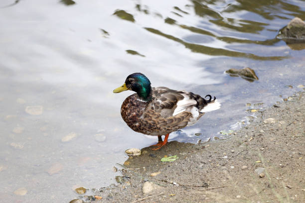 istock Young Mallard ducks in the lake 1252362089