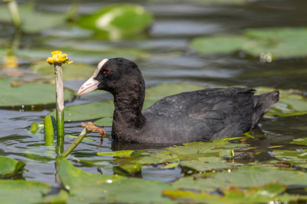 Eurasian coot foraging in a river