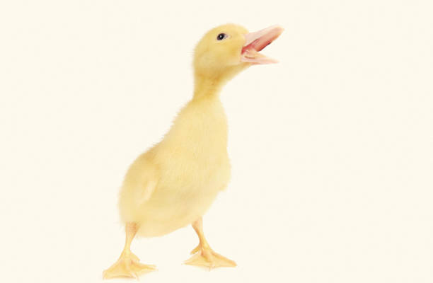 istock baby duck isolated over white background 1252362372