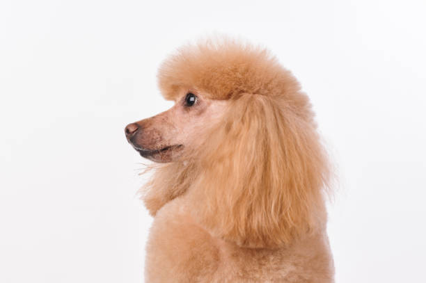 istock studio portrait of the dog on a white background 1252362425