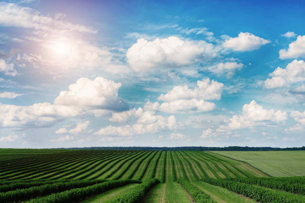 istock green field and blue sky 1252362444