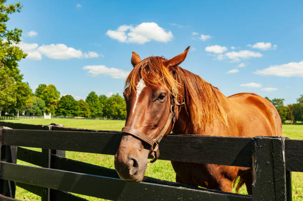 istock Horse looking over a fence 1252362540