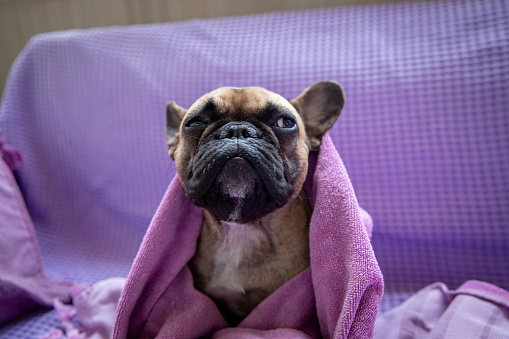 French bulldog sitting on a purple covered couch
