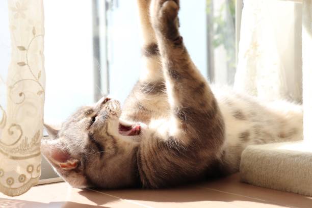 istock A cute cat raising its hands in the sunshine. 1252364153