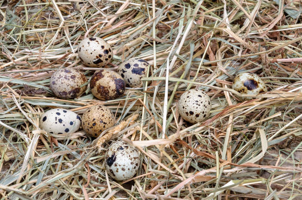 istock Quail eggs lie in the dry grass.Healthy eating 1252364162