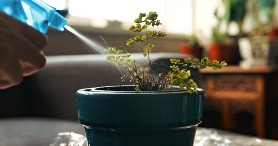 Cropped shot of a woman using a spray bottle to water her plant at home