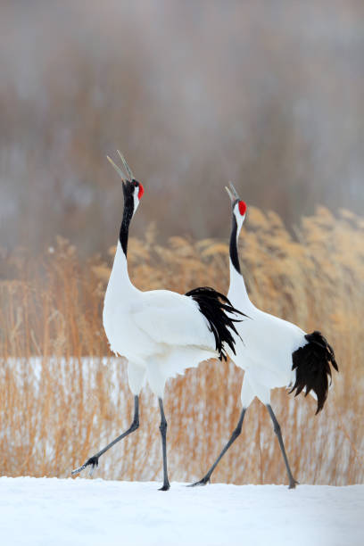 Two birds. Dancing pair of Red-crowned crane with open wing in flight, with snow storm, Hokkaido, Japan. Bird in fly, winter scene with snow. Snow dance in nature. Wildlife scene from snowy nature. dos pájaros. pareja bailando de grúa de corona roja con ala abierta en vuelo, con tormenta de nieve, hokkaido, japón. pájaro en vuelo, escena de invierno con nieve. baile de nieve en la naturaleza. escena de vida silvestre de la naturaleza nevada.