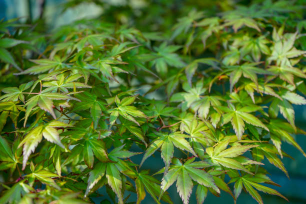 エイサー/日本のカエデの葉のクローズアップ - nature environmental conservation red japanese maple ストックフォトと画像