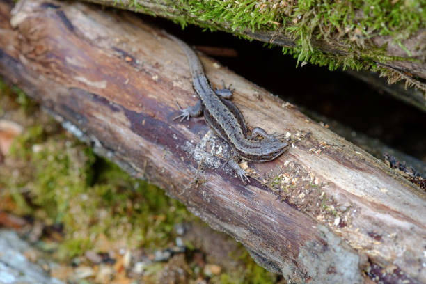 Viviparous lizard warms up on a tree trunk. Scientific name Lacerta vivipara Jacq.