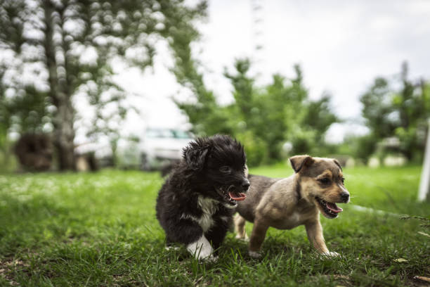 Mixed breed puppies playing together in back yard on the grass