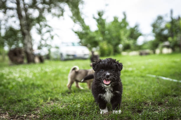 Mixed breed puppies playing together in back yard on the grass