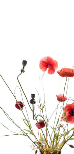 istock Poppy flowers on white background. 1252375123