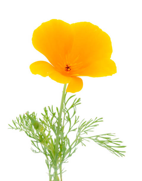 istock Beautifu yellow wildflower. 1252379461