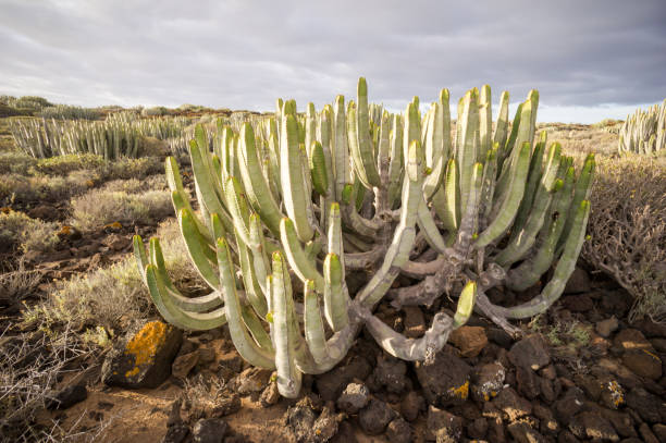 istock Cactus Desert Sunset in Tenerife Canary Island 1252379925