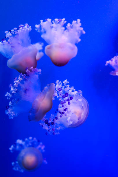 istock Jellyfish Dangerous Poisonous Medusa 1252379934