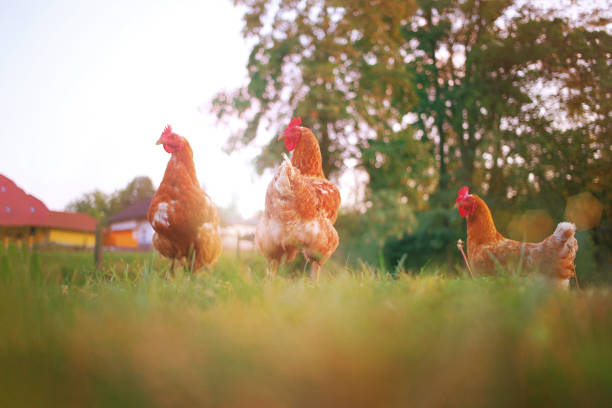 istock three hens in meadow, red farm animal 1252380009