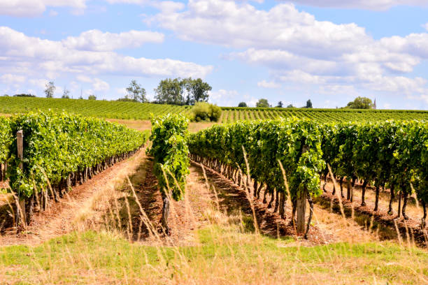 istock European natural countryside 1252380036